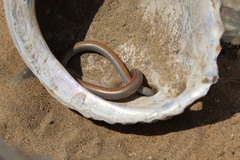 Anniella geronimensis