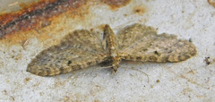 Eupithecia virgaureata