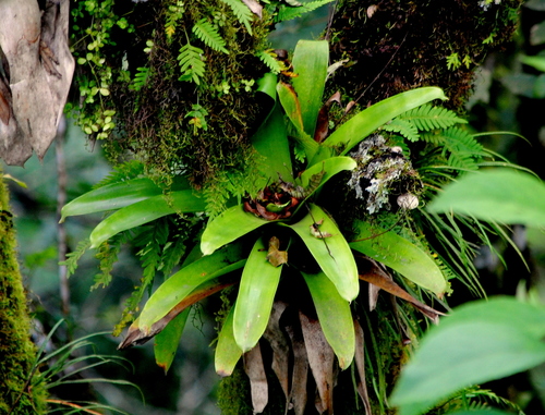 Vriesea friburgensis