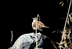 Cinclodes albiventris