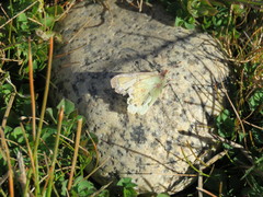 Colias vauthierii