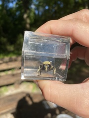 Laphria macquarti