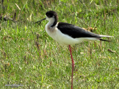 Himantopus himantopus