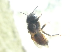 Osmia bicornis