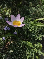 Tulipa saxatilis