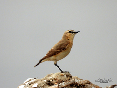 Oenanthe isabellina