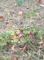 Anemonoides ranunculoides