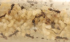 Tetramorium atratulum