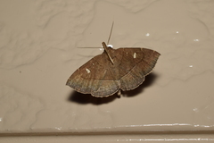Cidariplura gladiata