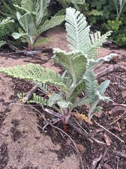 Tanacetum bipinnatum
