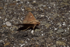 Cidariplura gladiata