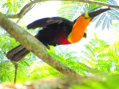 Ramphastos vitellinus