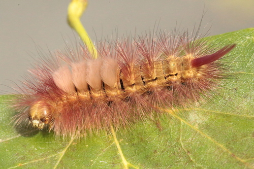 Pale Tussock Moth, photo 10 of 10