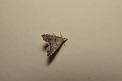 Diplopseustis perieresalis