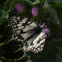 Melanargia occitanica