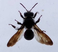 Andrena agilissima
