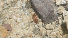 Corticaria ornata