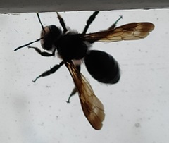 Andrena agilissima