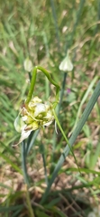Allium canadense
