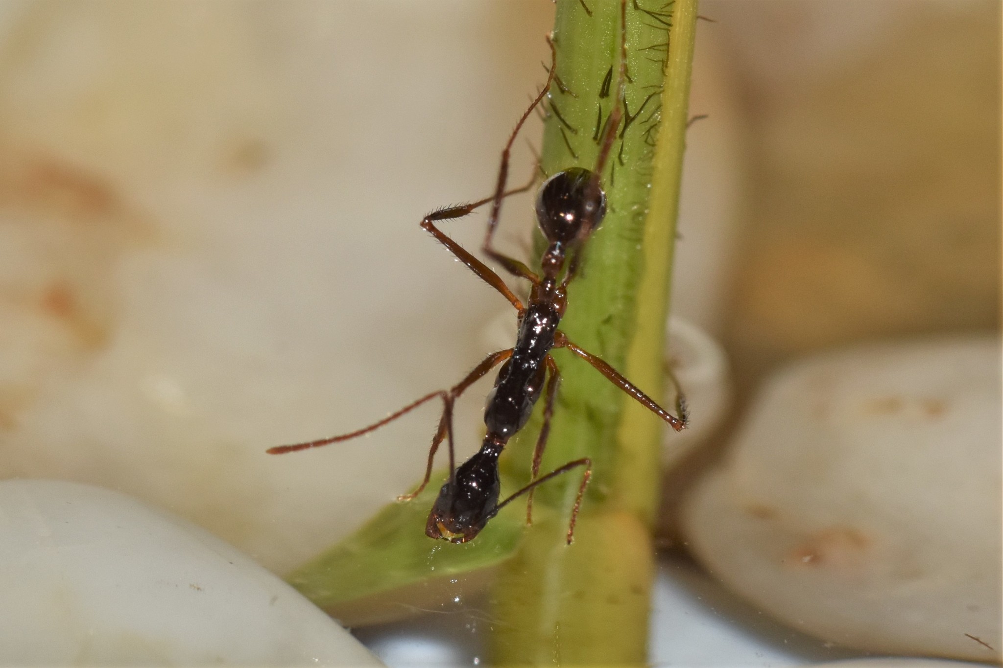 Aphaenogaster feae