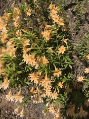 Diplacus grandiflorus