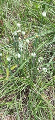 Allium canadense