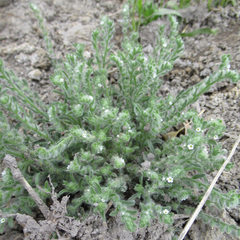 Cryptantha mexicana