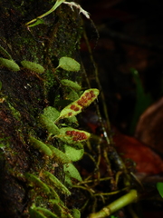 Microgramma tecta