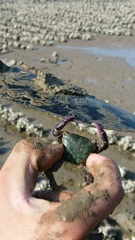 Metopograpsus quadridentatus