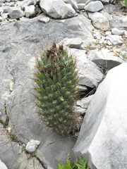 Coryphantha octacantha