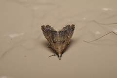 Diplopseustis perieresalis