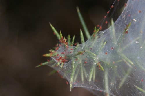 Gorse Spider Mite
