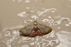 Enispa lutefascialis