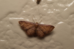 Idaea foedata