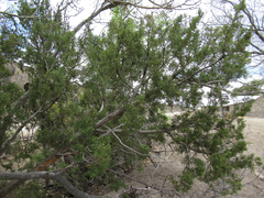 Juniperus coahuilensis