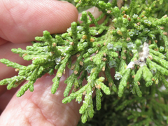 Juniperus coahuilensis