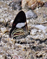 Erateina siliquata