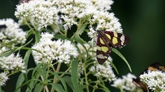 Phaloe cruenta