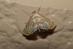 Potamomusa midas