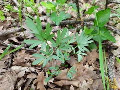Corydalis tarkiensis