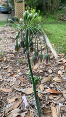 Allium siculum