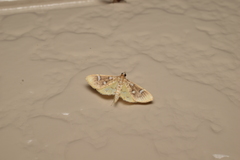 Cotachena