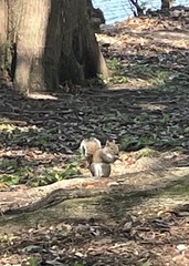 Sciurus carolinensis