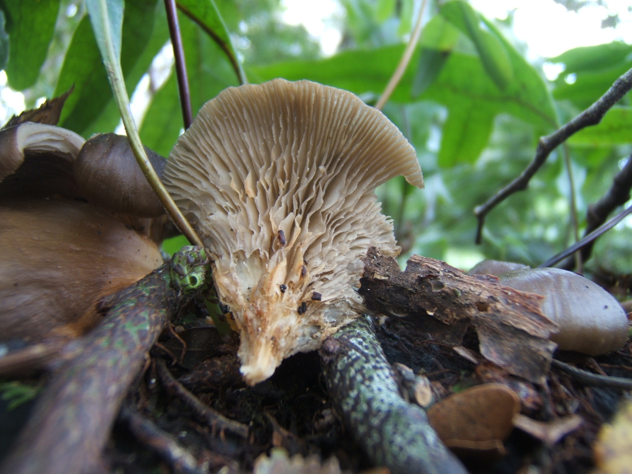Pleurotus purpureo-olivaceus image