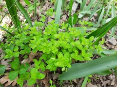 Veronica crista-galli