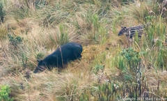 Tapirus pinchaque