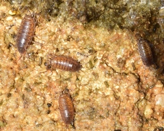 Halophiloscia