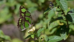 Philaethria wernickei