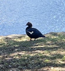 Cairina moschata domestica