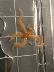 Ophiotrichidae